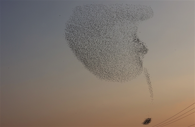 Starlings flock perform, Negev Desert January 2023